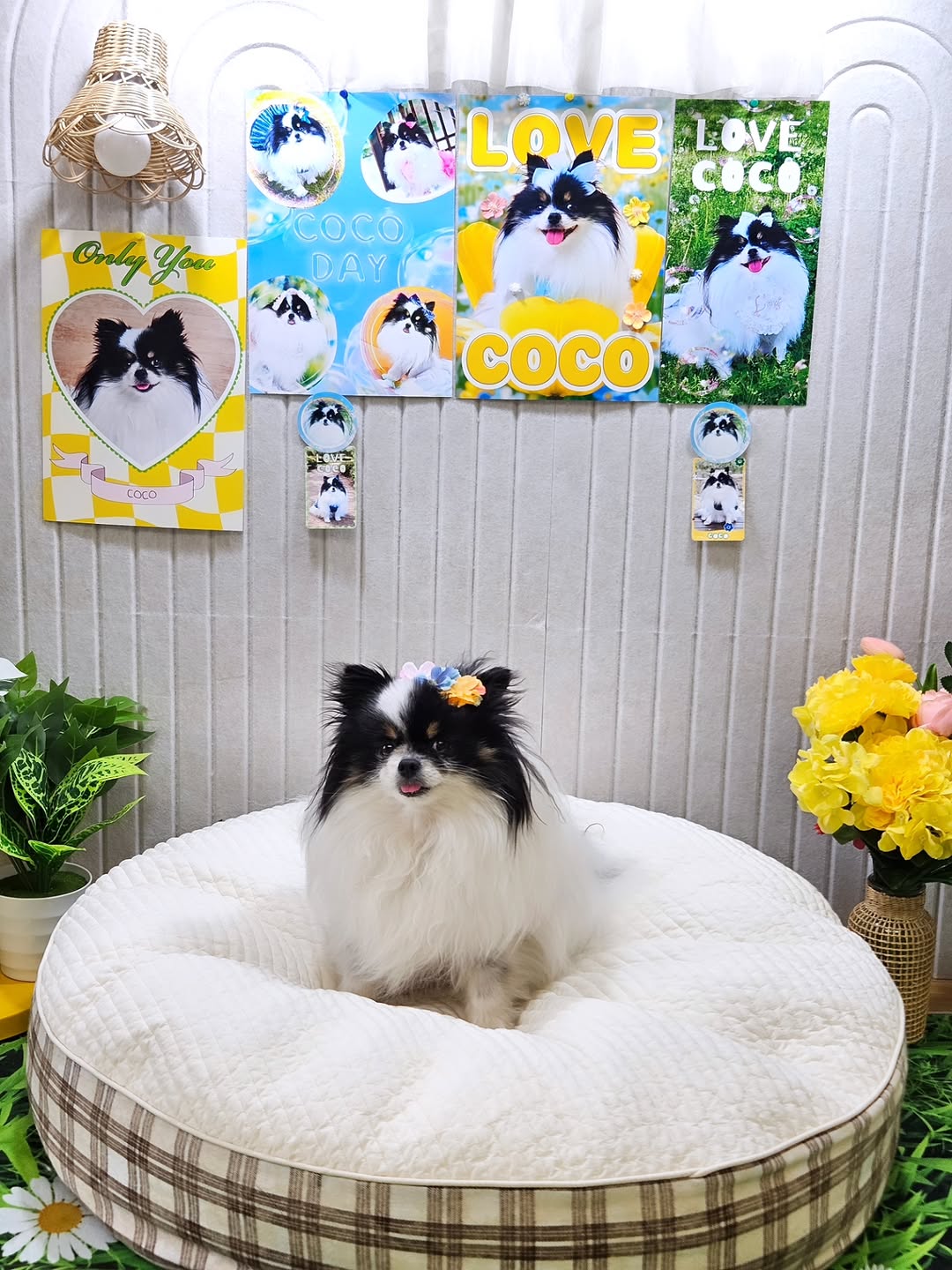 @sco.797이 올린 꼬리의유혹 태그 게시물