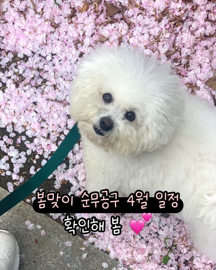 @hiskyhi이 올린 해피팡팡｜원조 강아지 수제 간식 전문점 태그 게시물