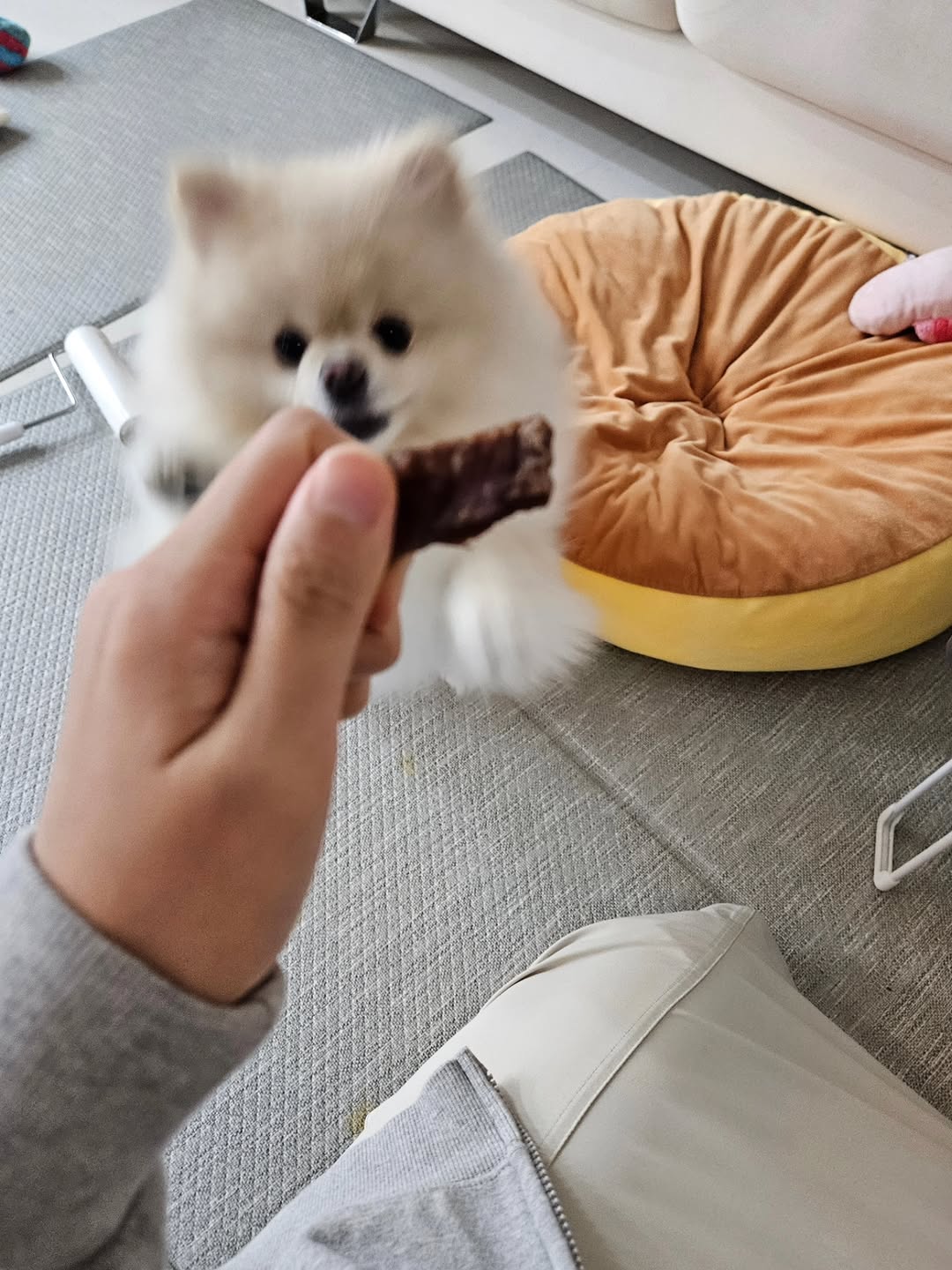 @0923mozzi이 올린 펫만찬 태그 게시물