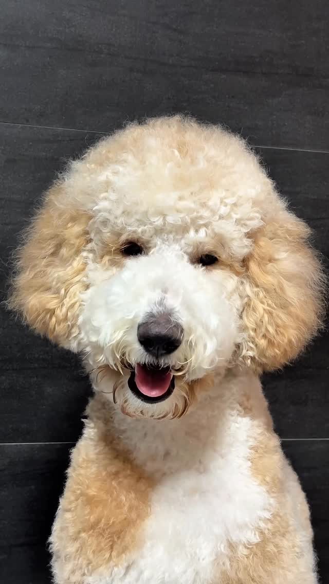 @happybibiworld이 올린 코코시루 태그 게시물