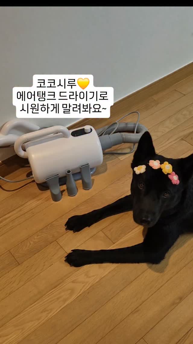 @5jjeongmi이 올린 코코시루 태그 게시물