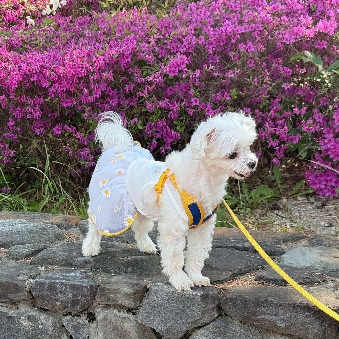 @more_mozzi이 올린 멍트렌드 태그 게시물