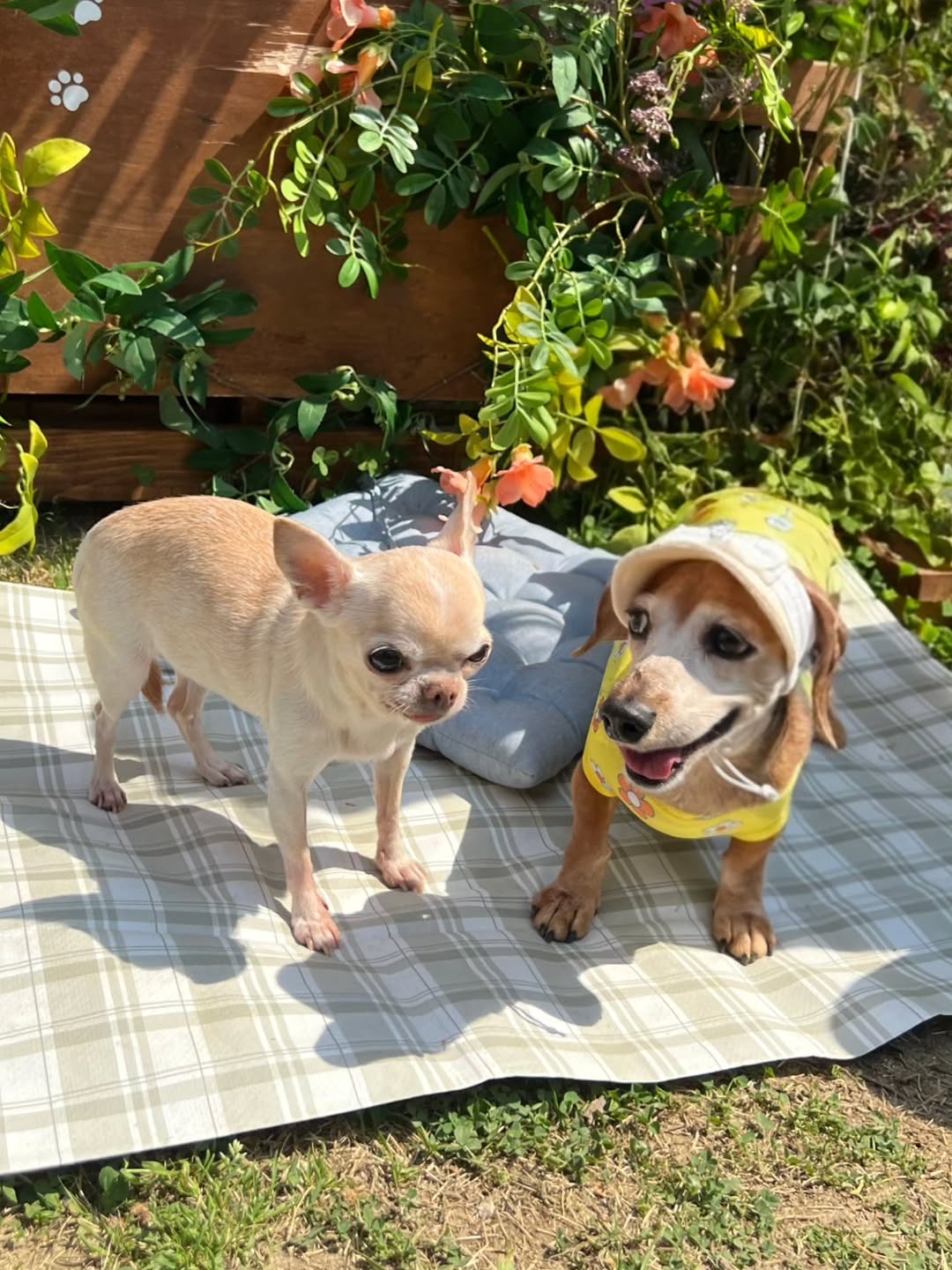 @j___d_love이 올린 작은개자리 태그 게시물