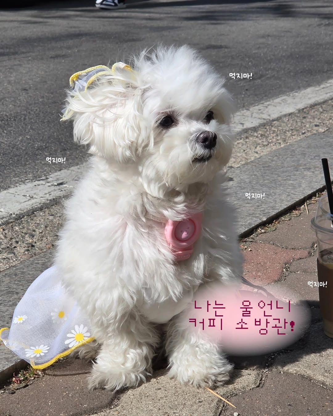 @maltipoo_sol이 올린 멍트렌드 태그 게시물