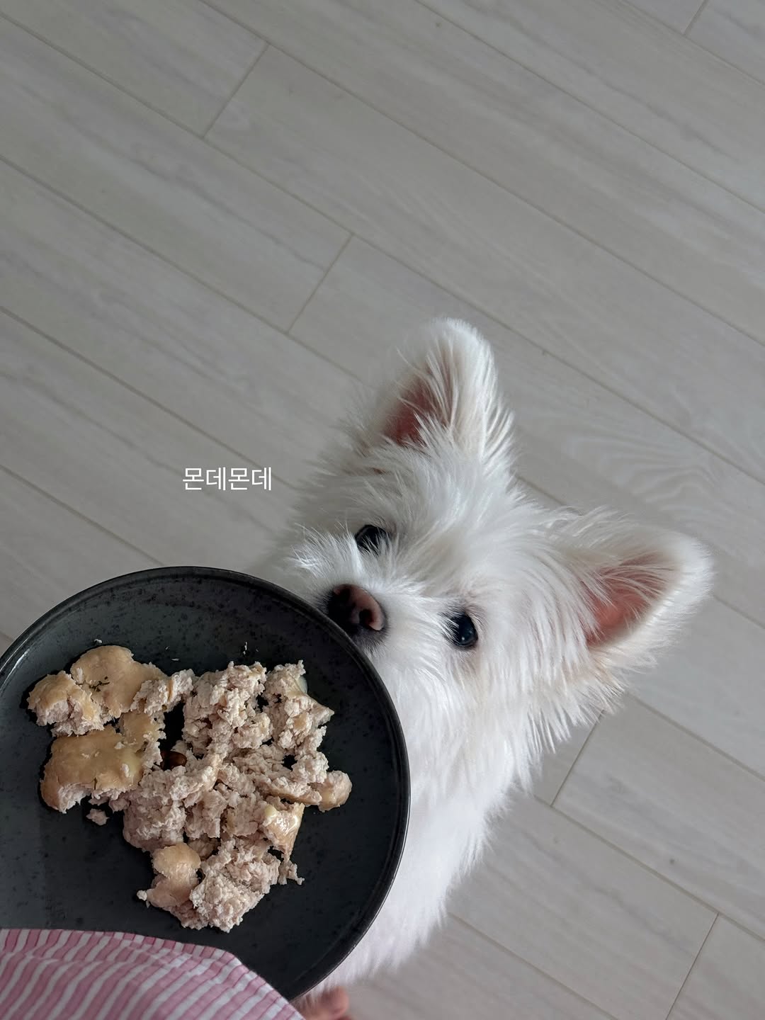 @po.po__o이 올린 펫만찬 태그 게시물