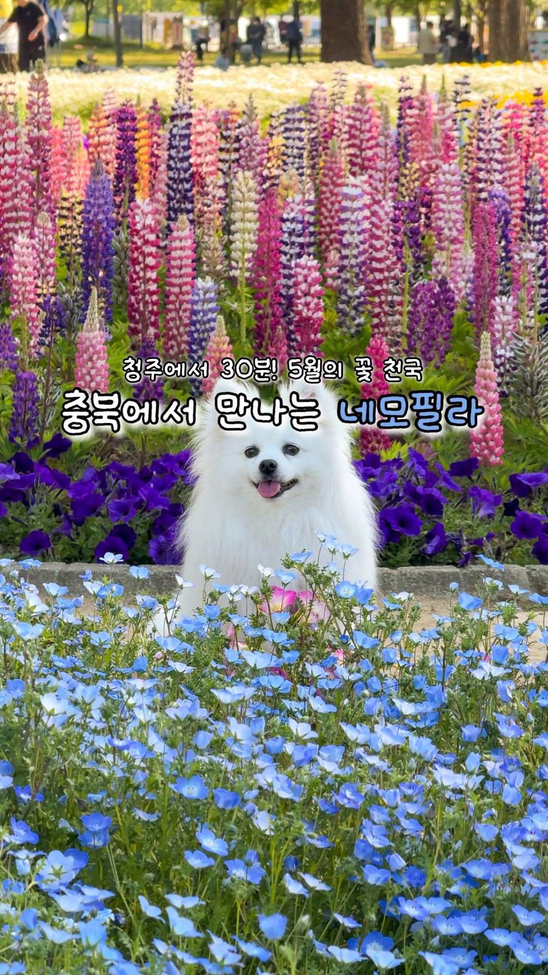 @halfmoon__s2이 올린 증평군청 태그 게시물