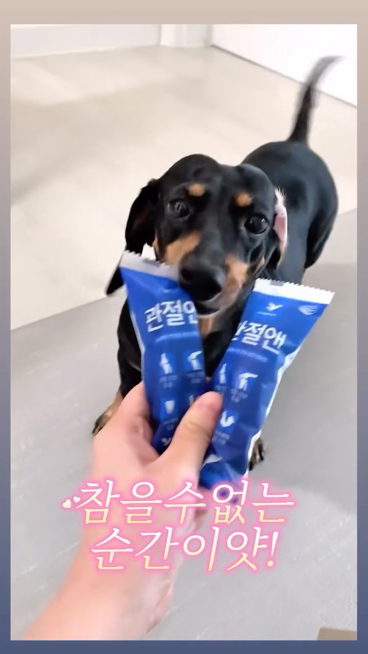 @kokodiary8이 올린 에스클래스펫 태그 게시물