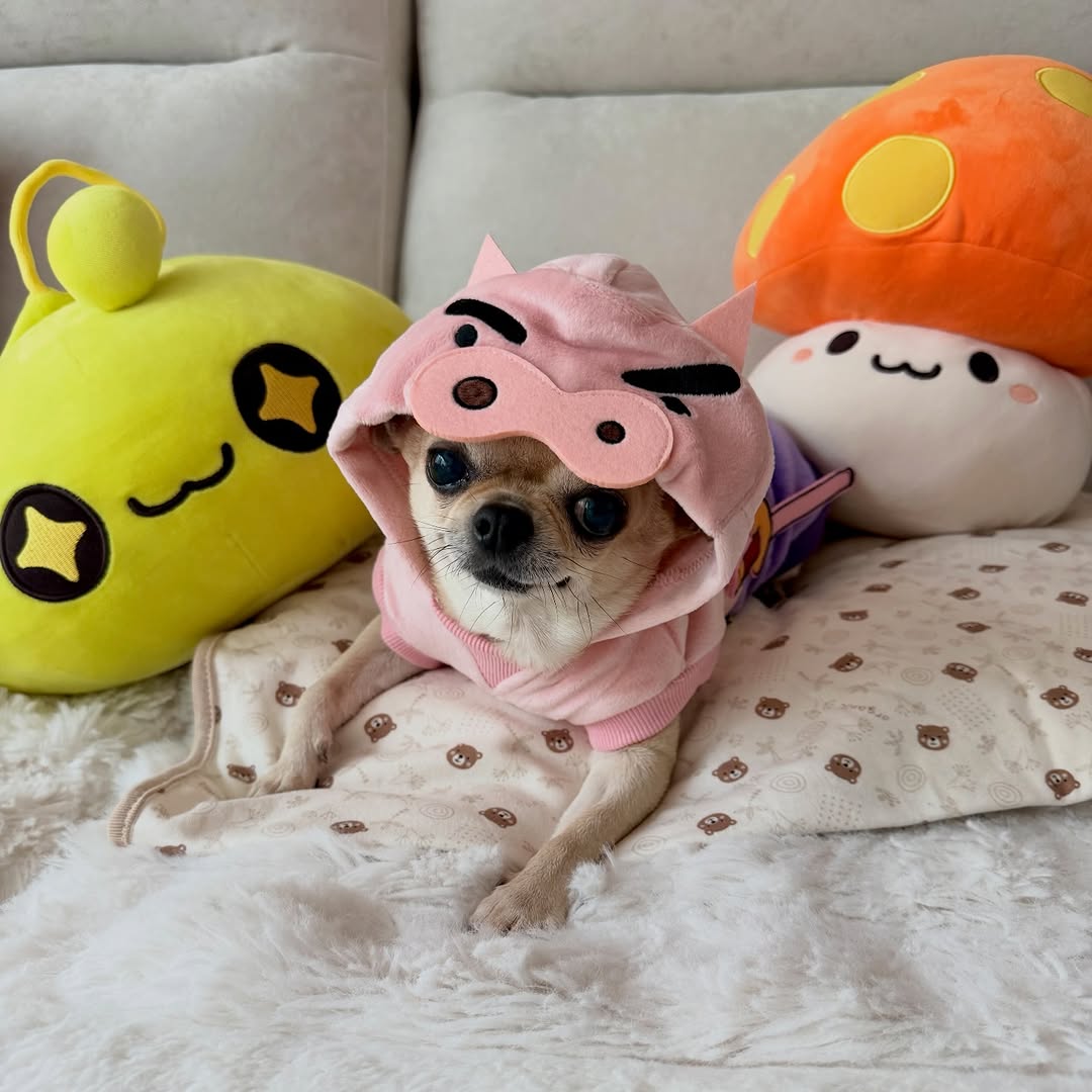 @kimgyoja이 올린 작은개자리 태그 게시물