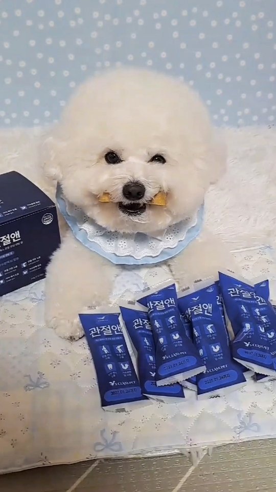 @bongdal6_4이 올린 에스클래스펫 태그 게시물