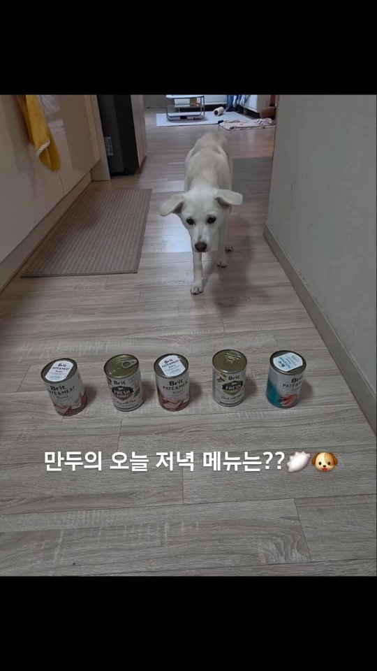 @king._mandoo이 올린 탑펫코리아 태그 게시물