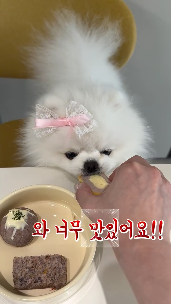 @ggosoon_bebe이 올린 펫만찬 태그 게시물