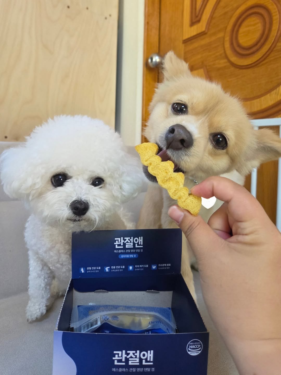 @bom_n_shu이 올린 에스클래스펫 태그 게시물