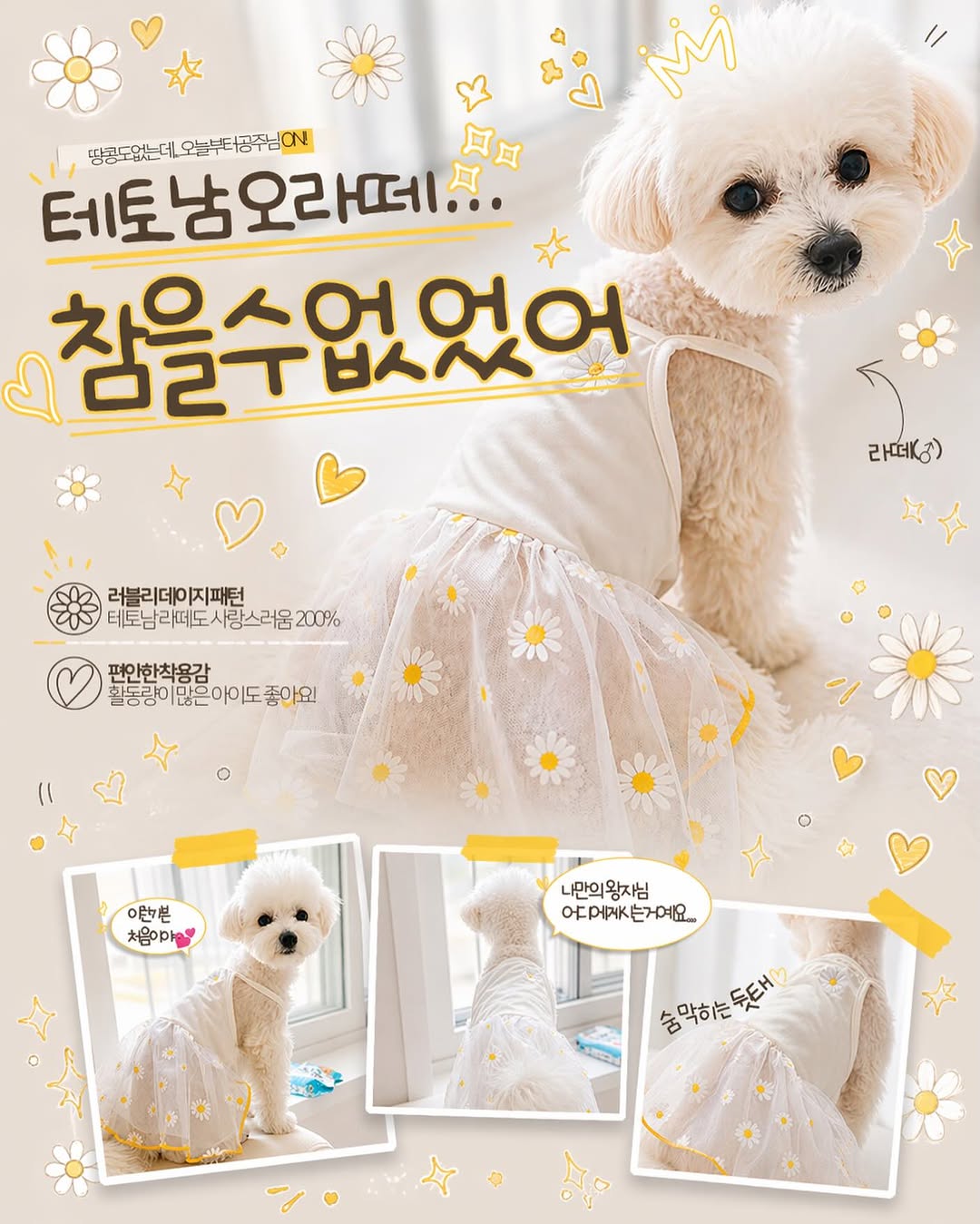 @_maltipoo__latte이 올린 멍트렌드 태그 게시물