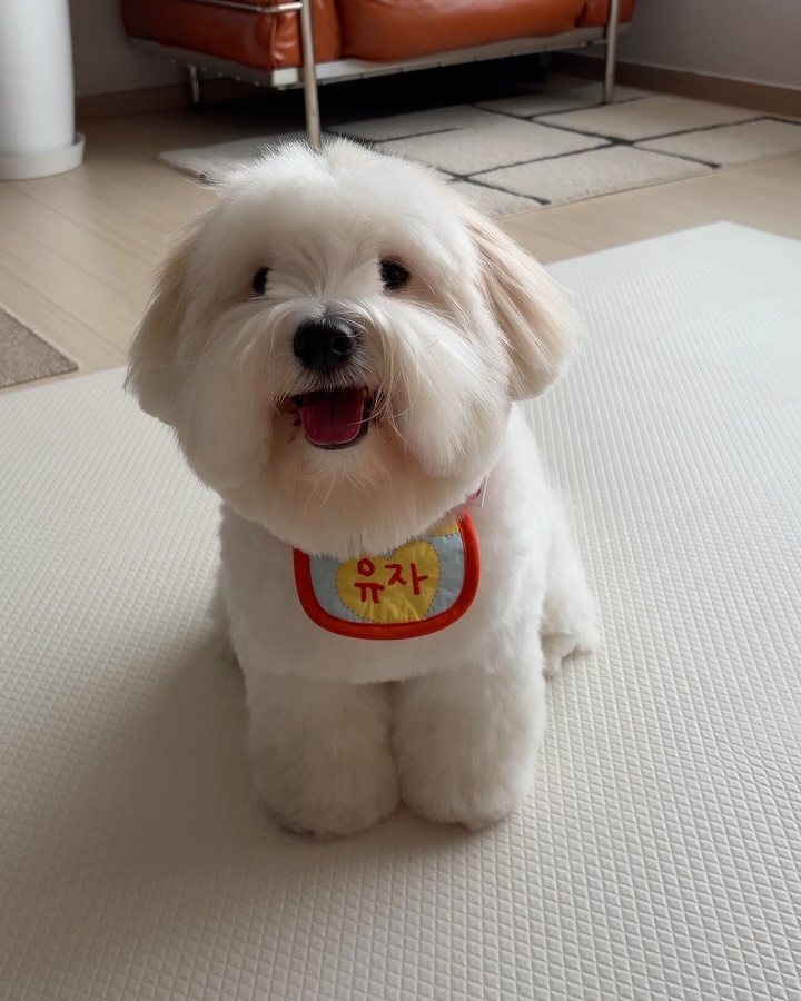@coton_yuza이 올린 비엔메이드 태그 게시물