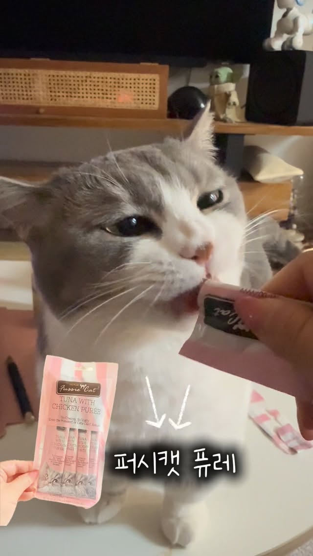 @happymochi_diary이 올린 에스클래스펫 태그 게시물