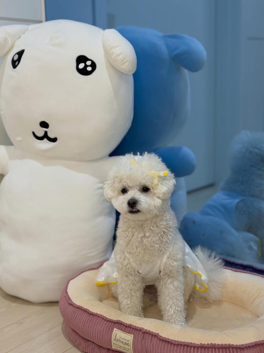 @bebe_bubuchu이 올린 멍트렌드 태그 게시물