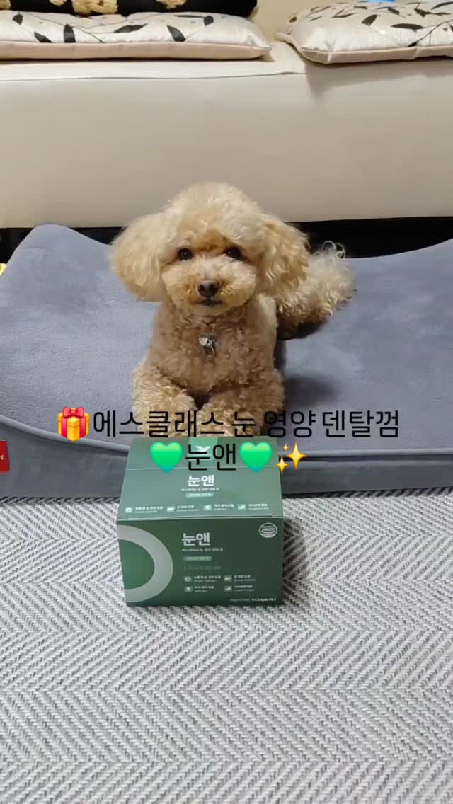 @1115bori이 올린 에스클래스펫 태그 게시물