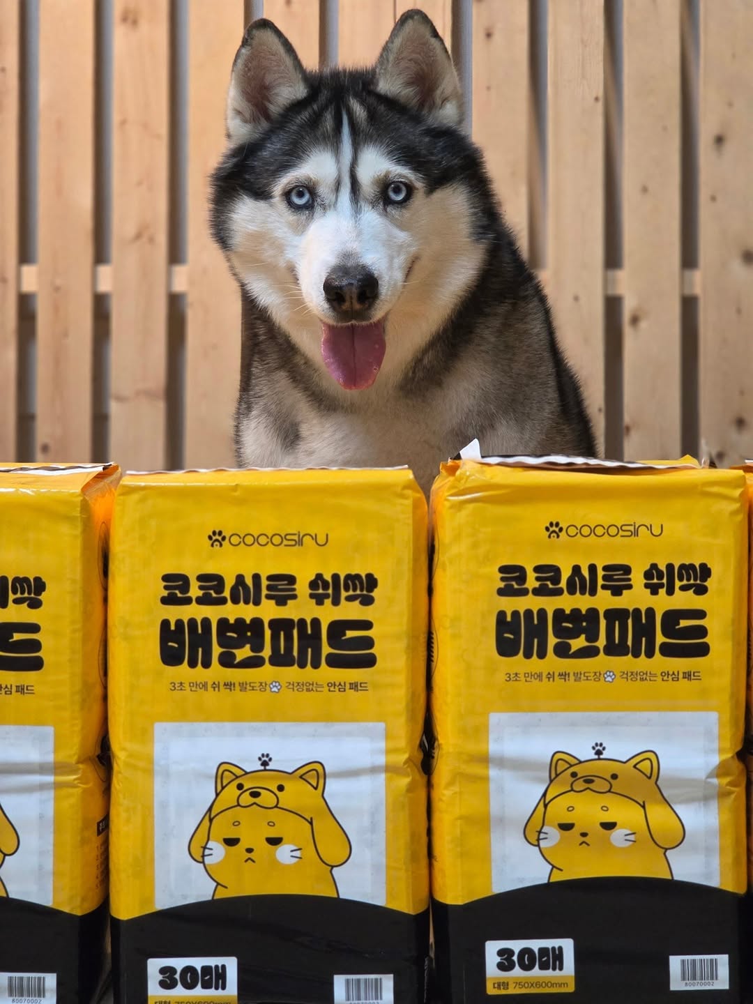 @blueberryblack_bbb이 올린 코코시루 태그 게시물