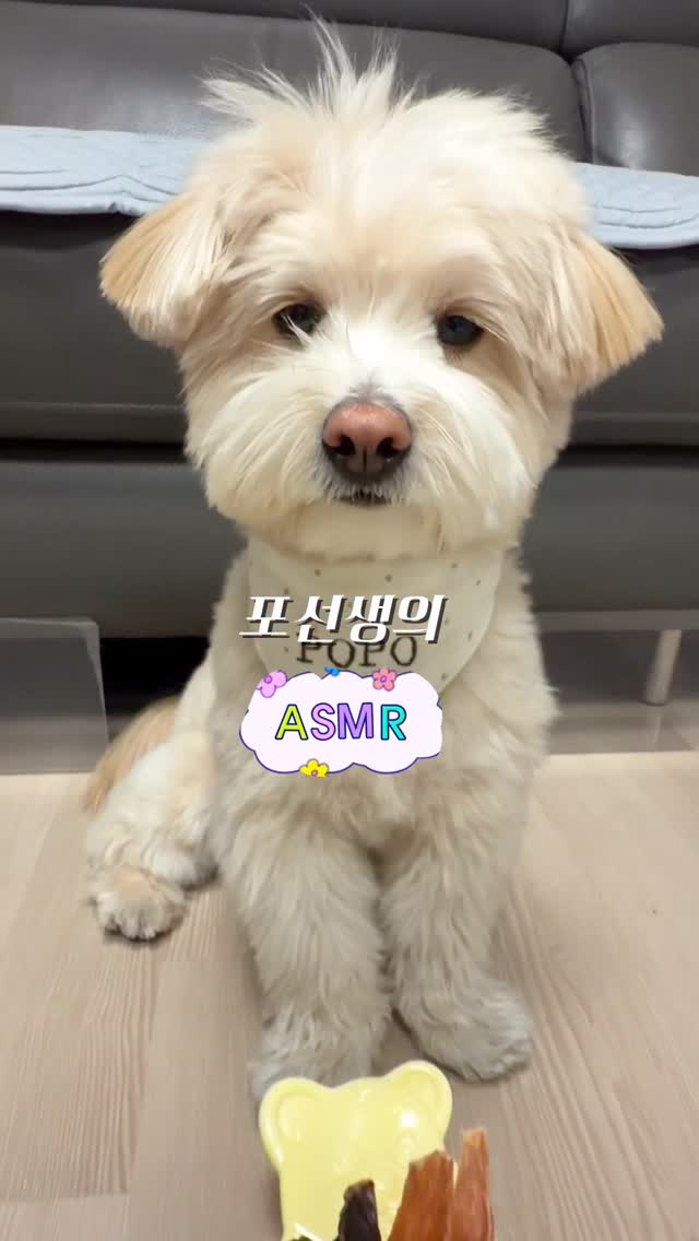 @popo_popuu이 올린 펫만찬 태그 게시물