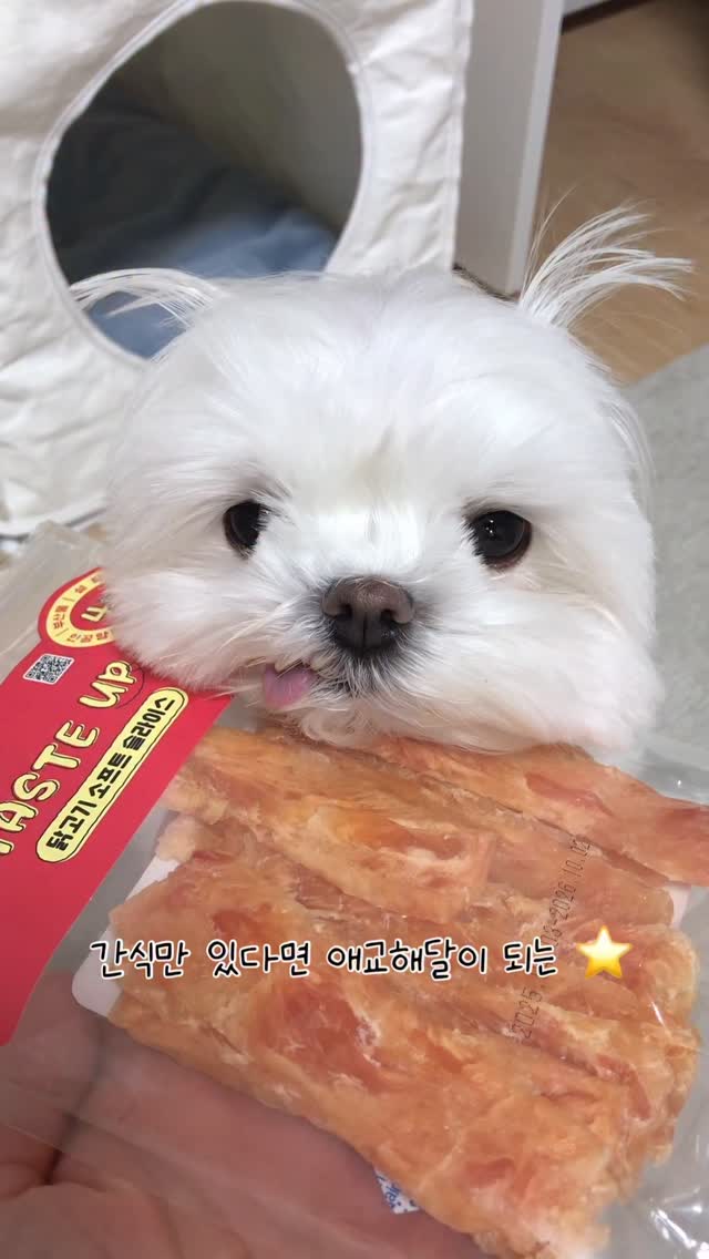 @mo.mo.zip이 올린 히동이와야옹이네 | 강아지사료 · 애견사료 · 강아지간식 태그 게시물