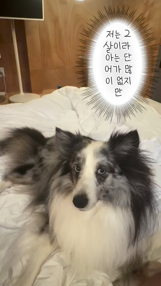 @lagablynn.lee이 올린 펫쉴드 태그 게시물