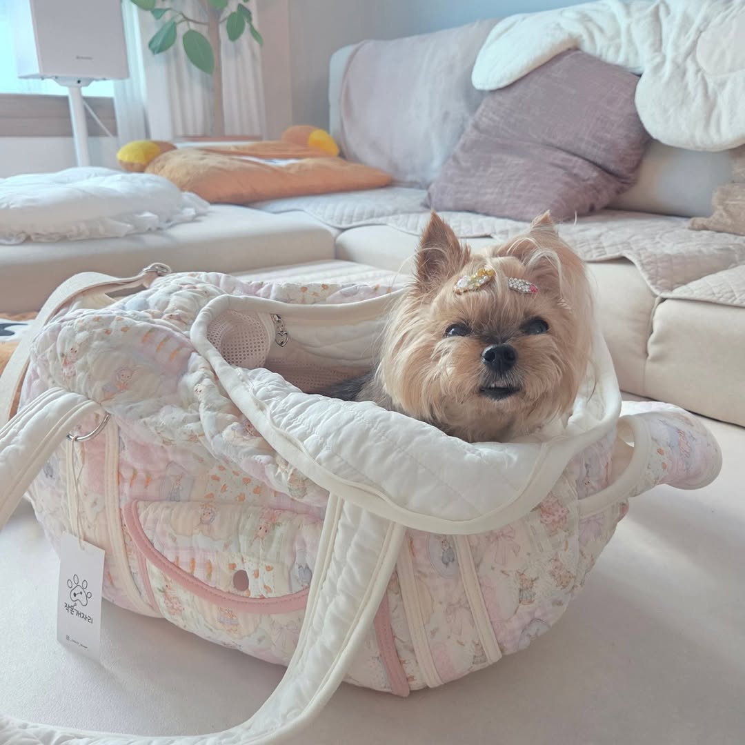 @dearsaemi이 올린 작은개자리 태그 게시물