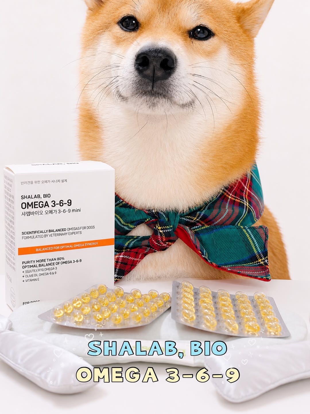 @shibainu__hodu이 올린 샤랩바이오 태그 게시물