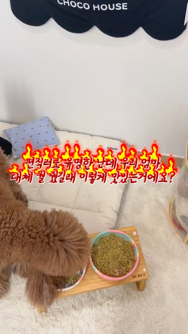 @choc.odang이 올린 히동이와야옹이네 | 강아지사료 · 애견사료 · 강아지간식 태그 게시물
