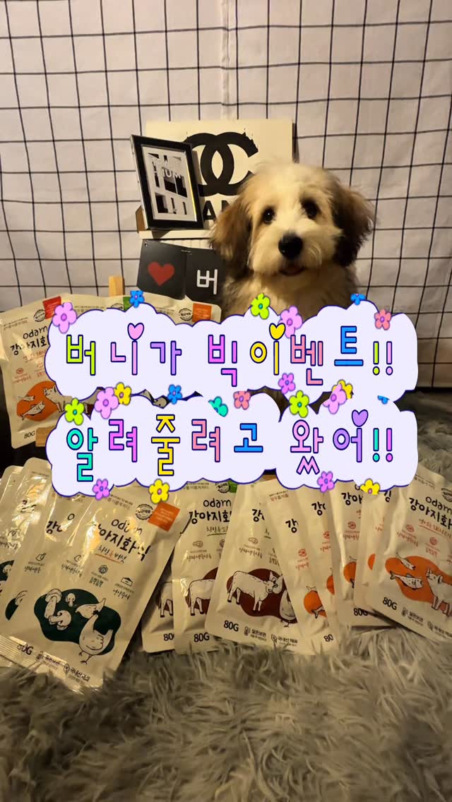 @sunnydoodlelife_93이 올린 히동이와야옹이네 | 강아지사료 · 애견사료 · 강아지간식 태그 게시물