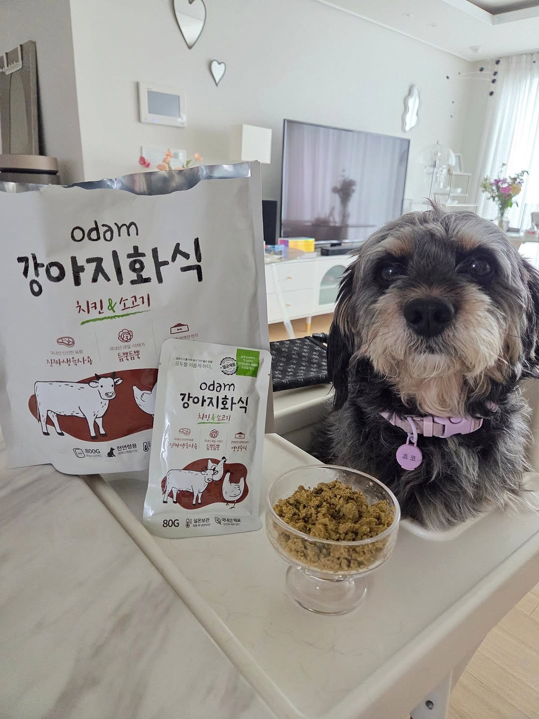 @dorkiegram_choco이 올린 히동이와야옹이네 | 강아지사료 · 애견사료 · 강아지간식 태그 게시물
