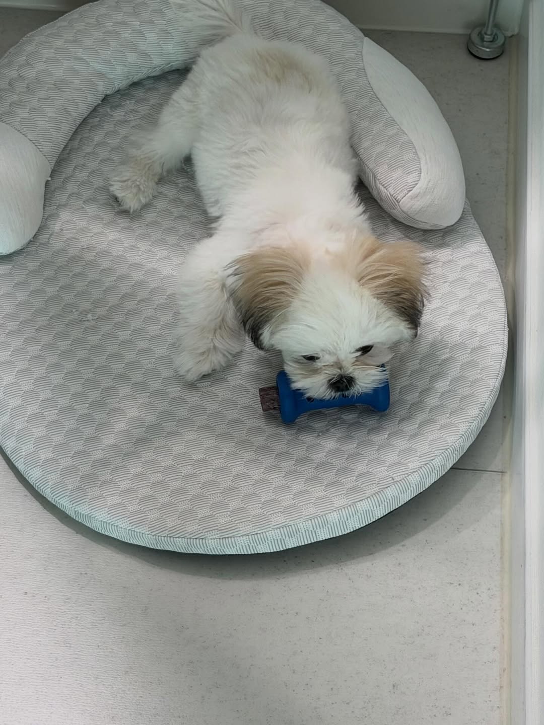 @boreum.251211이 올린 펫쉴드 태그 게시물