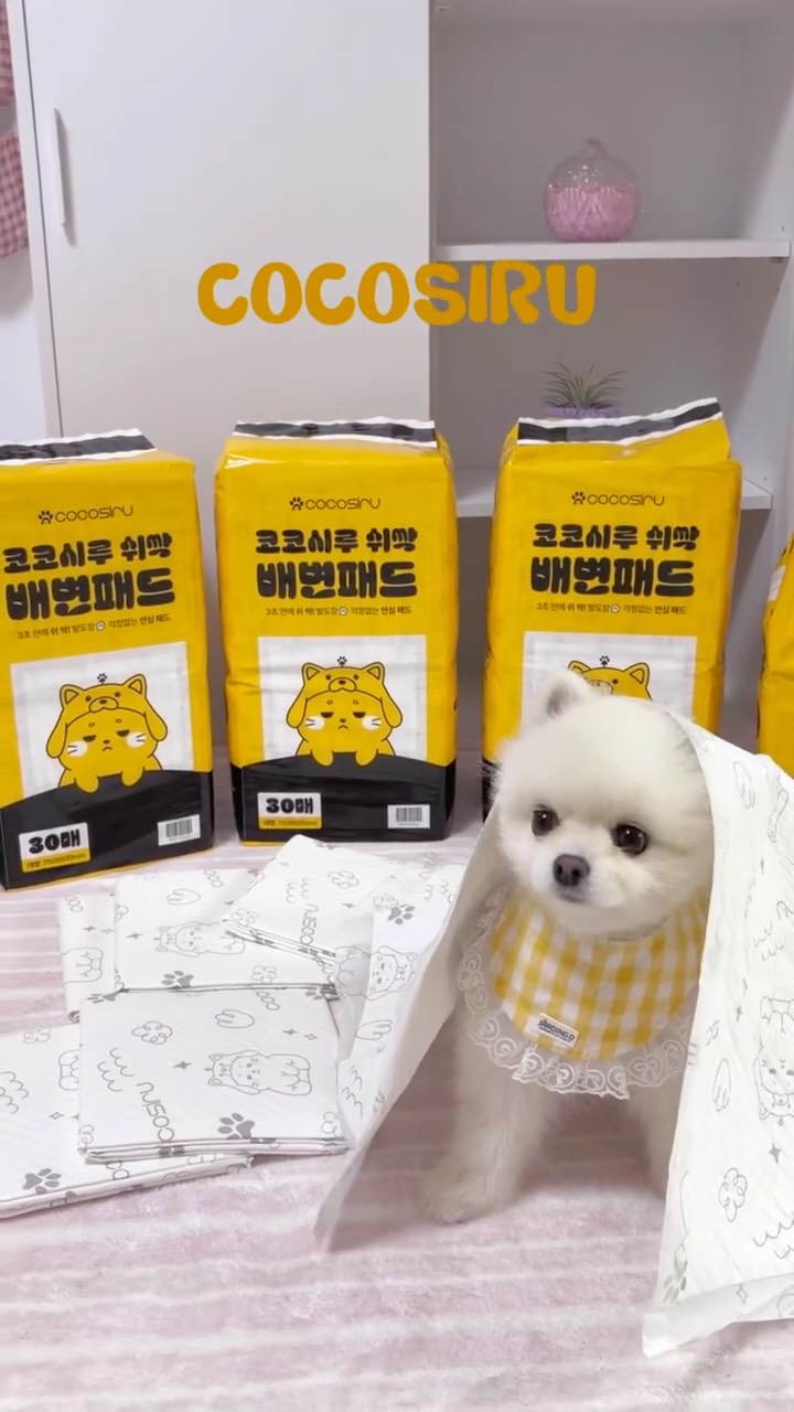 @ppori.kong이 올린 코코시루 태그 게시물