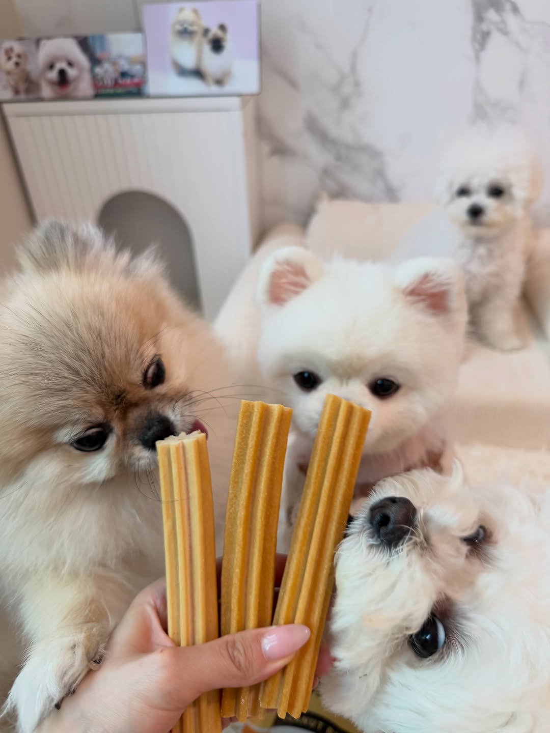 @gucci._.poby이 올린 히동이와야옹이네 | 강아지사료 · 애견사료 · 강아지간식 태그 게시물