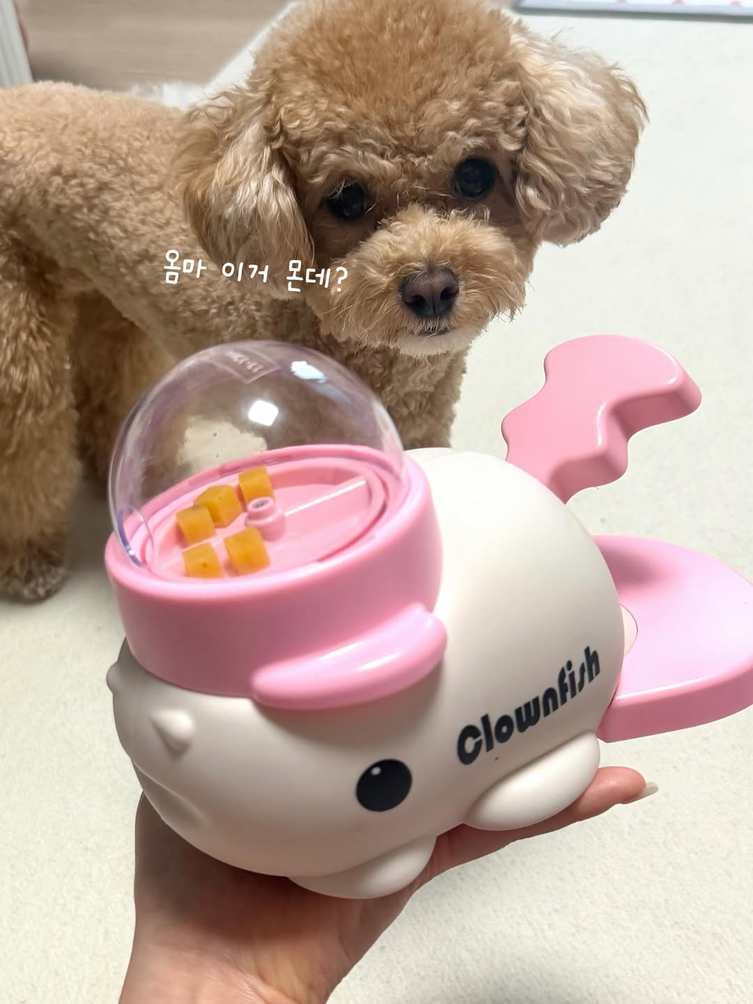 @o___back이 올린 꼬리의유혹 태그 게시물