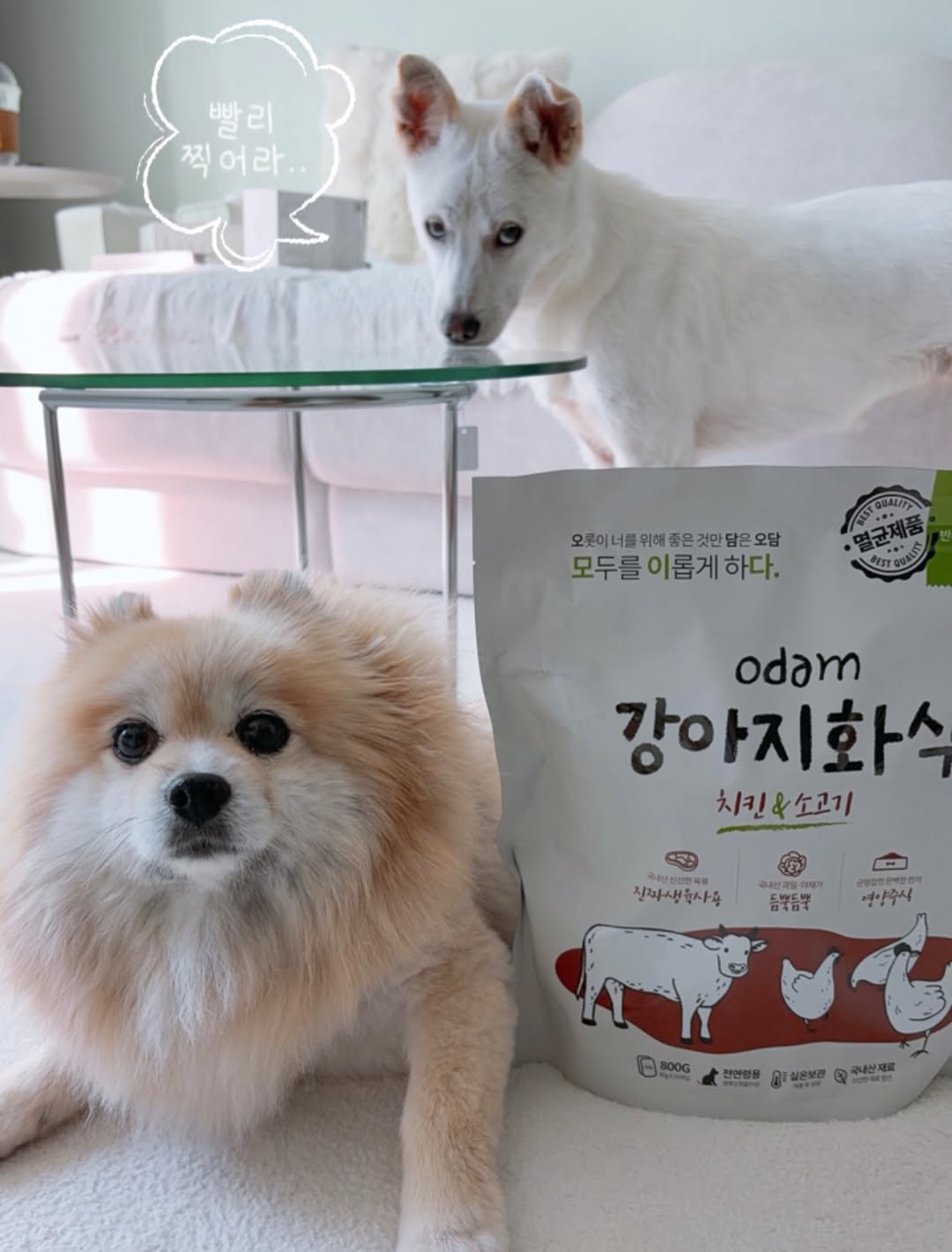 @marooo_world이 올린 히동이와야옹이네 | 강아지사료 · 애견사료 · 강아지간식 태그 게시물