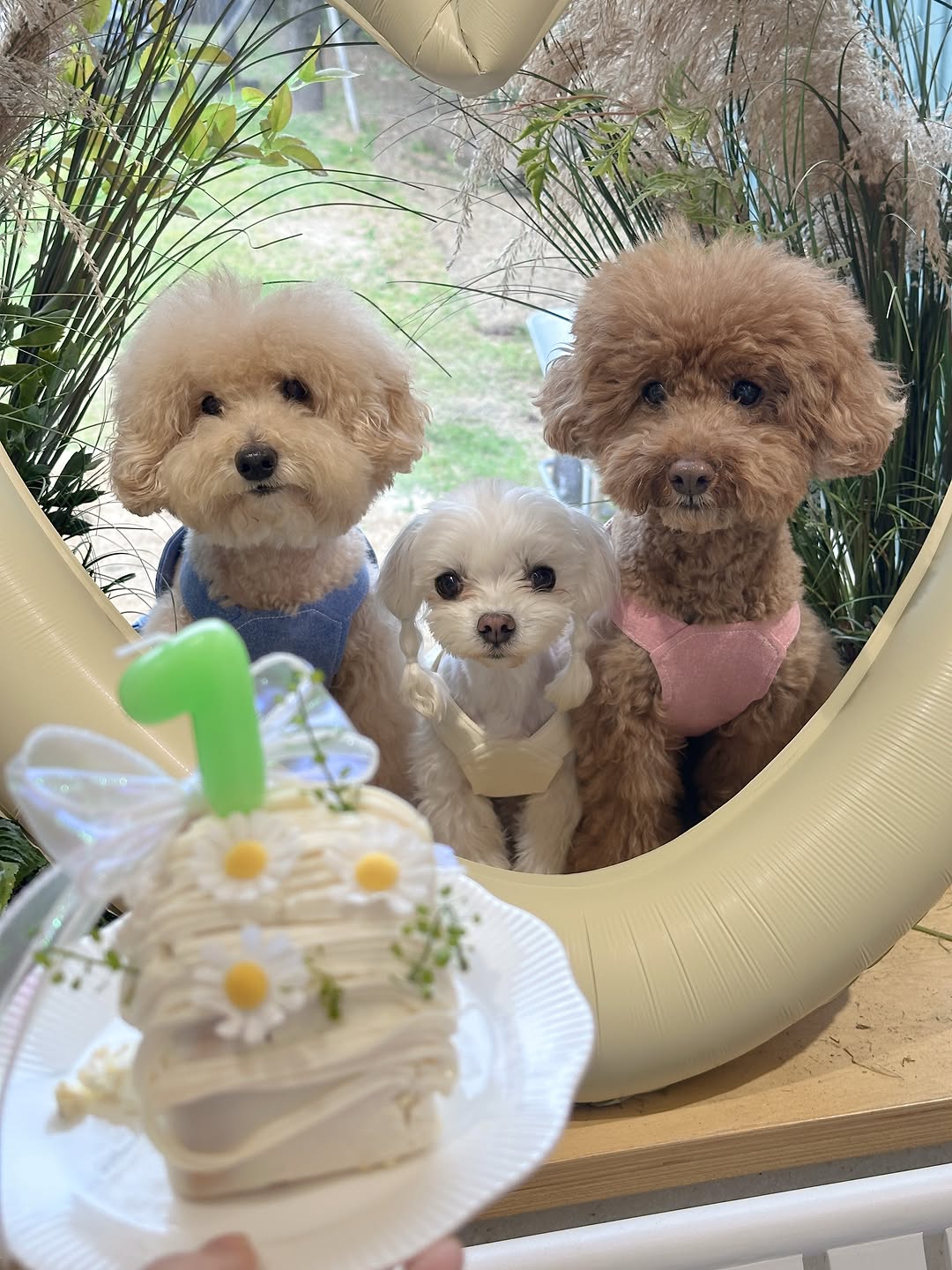 @s2_olo_s2이 올린 꼬리의유혹 태그 게시물