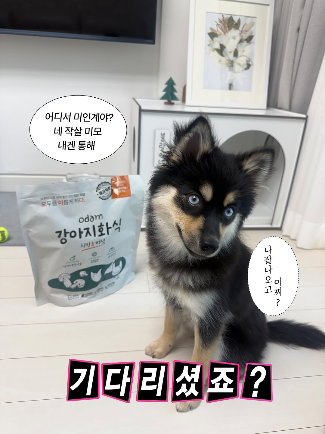@monggblanc_이 올린 히동이와야옹이네 | 강아지사료 · 애견사료 · 강아지간식 태그 게시물
