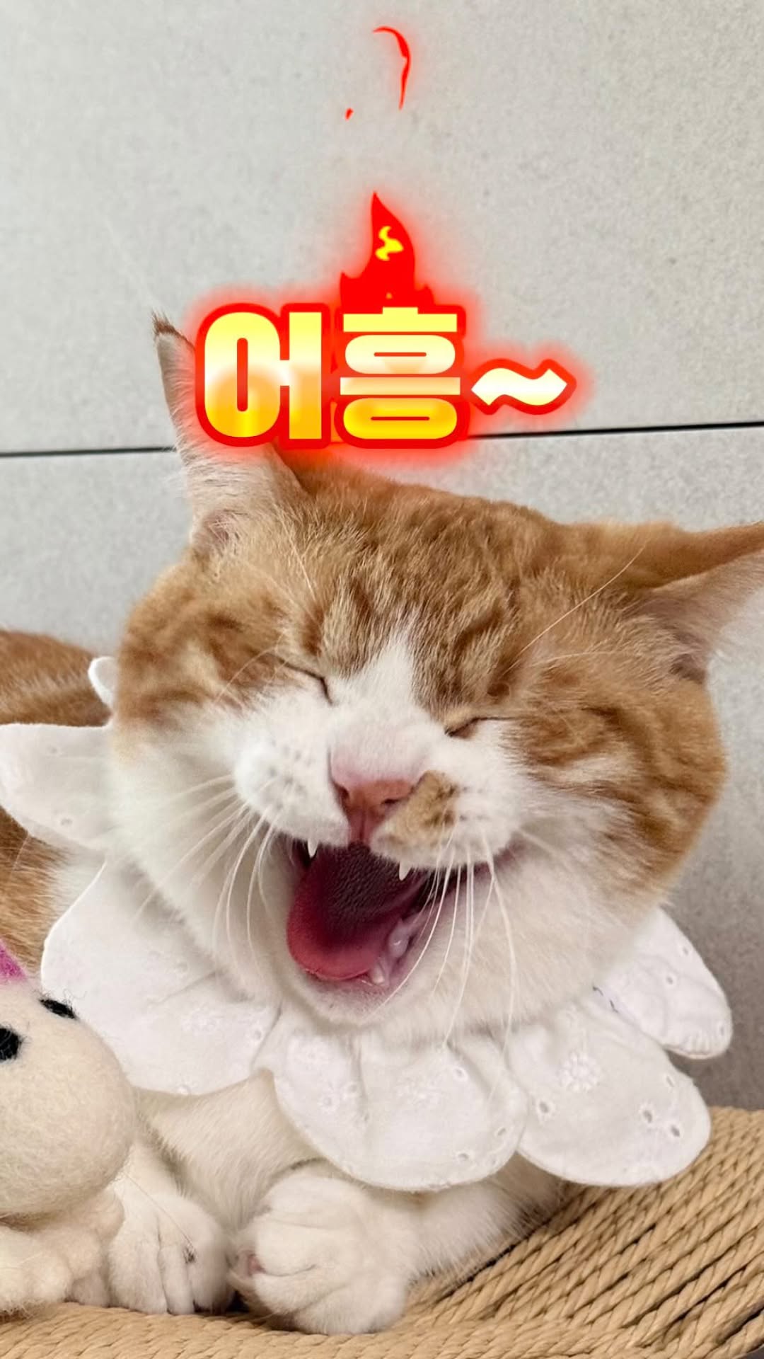 @i.am_boree이 올린 와일드캣88 태그 게시물