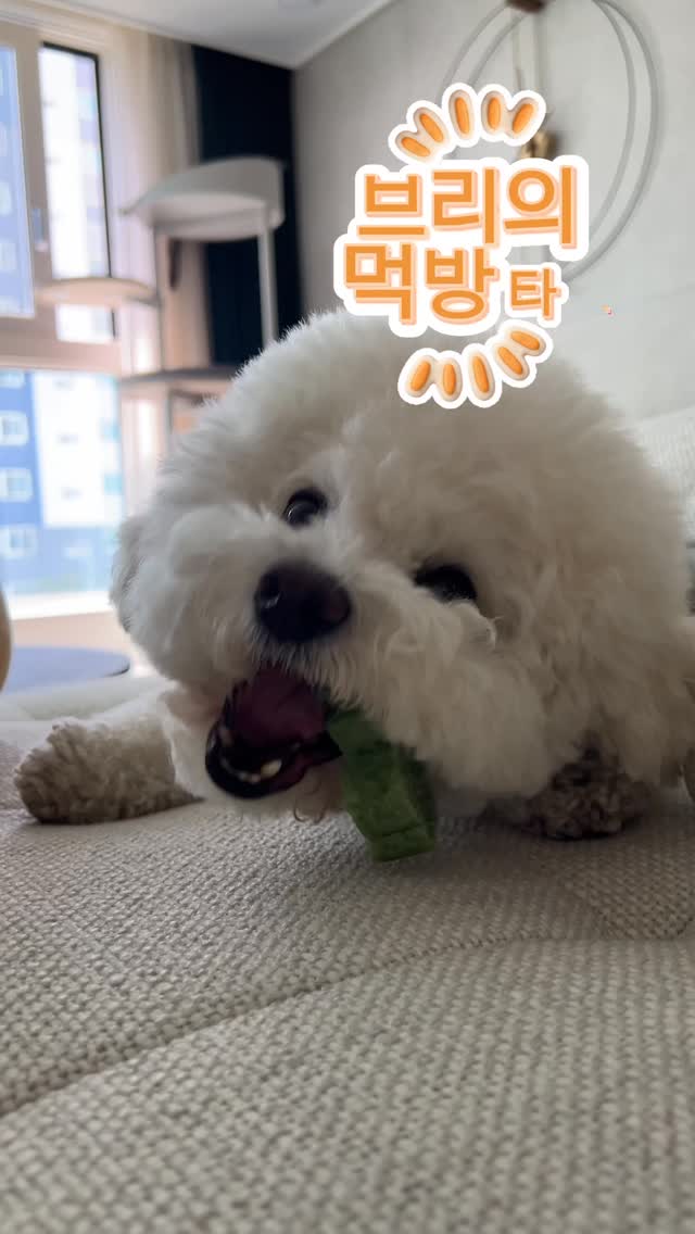 @brie.prince이 올린 펫쉴드 태그 게시물