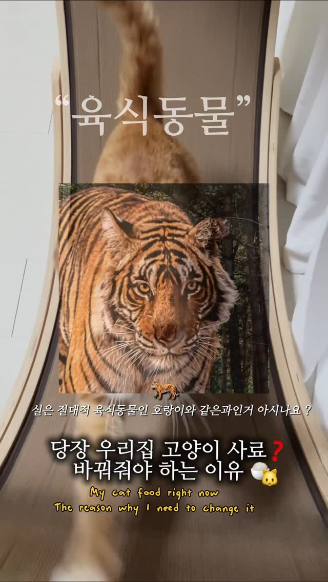 @ohhwol이 올린 와일드캣88 태그 게시물