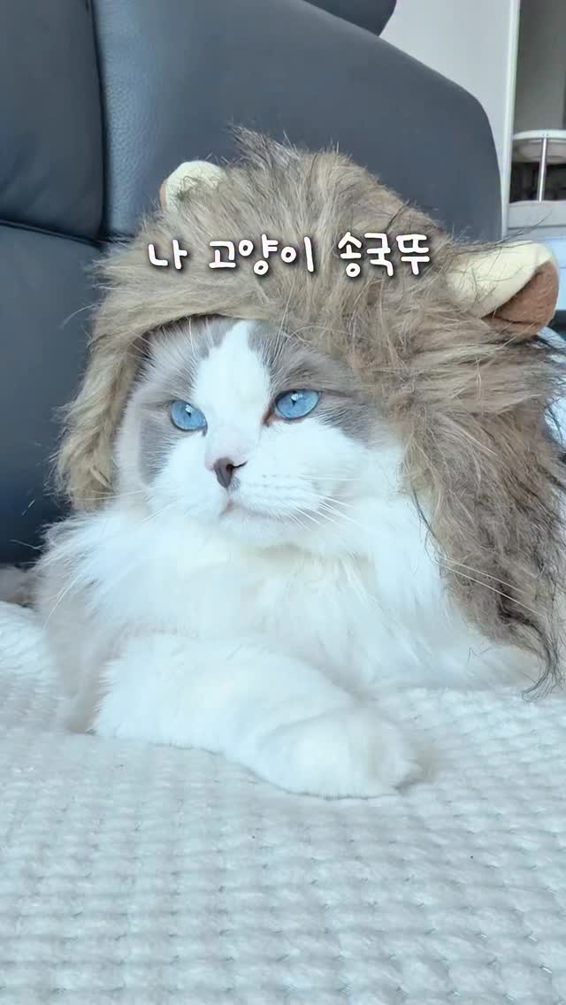 @ragdoll_guksu이 올린 와일드캣88 태그 게시물