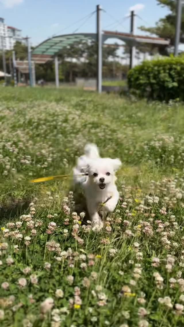 @more_mozzi이 올린 멍트렌드 태그 게시물