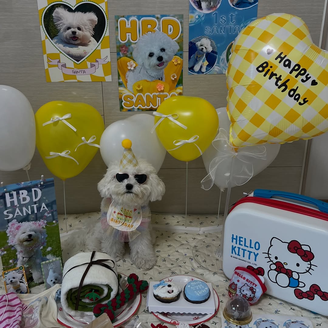 @bichon_santa_이 올린 꼬리의유혹 태그 게시물
