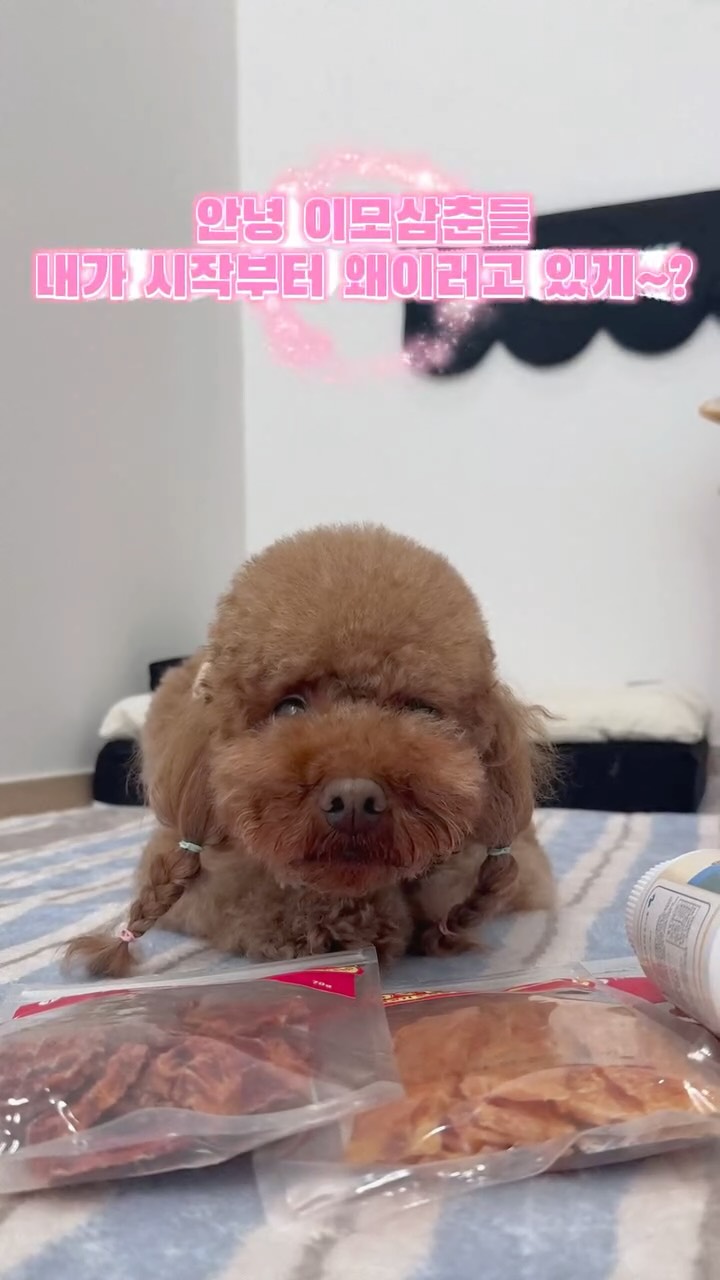 @choc.odang이 올린 히동이와야옹이네 | 강아지사료 · 애견사료 · 강아지간식 태그 게시물