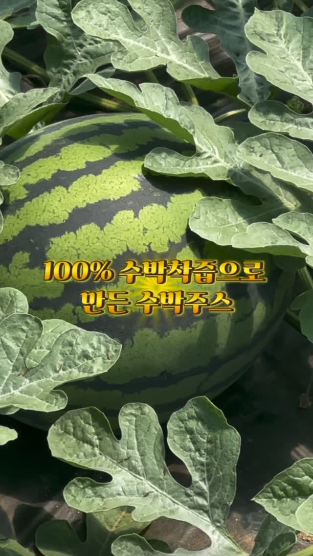 @cheongju_dang이 올린 파머심슨 수박연구소 태그 게시물