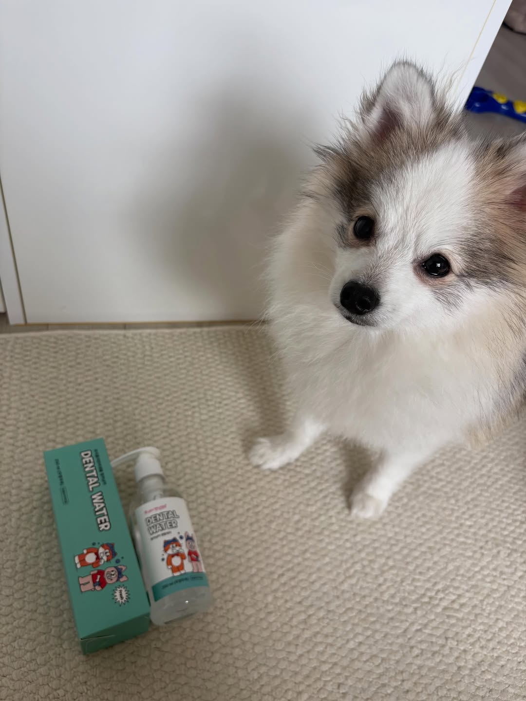 @dubu_lee.baby이 올린 피피 태그 게시물