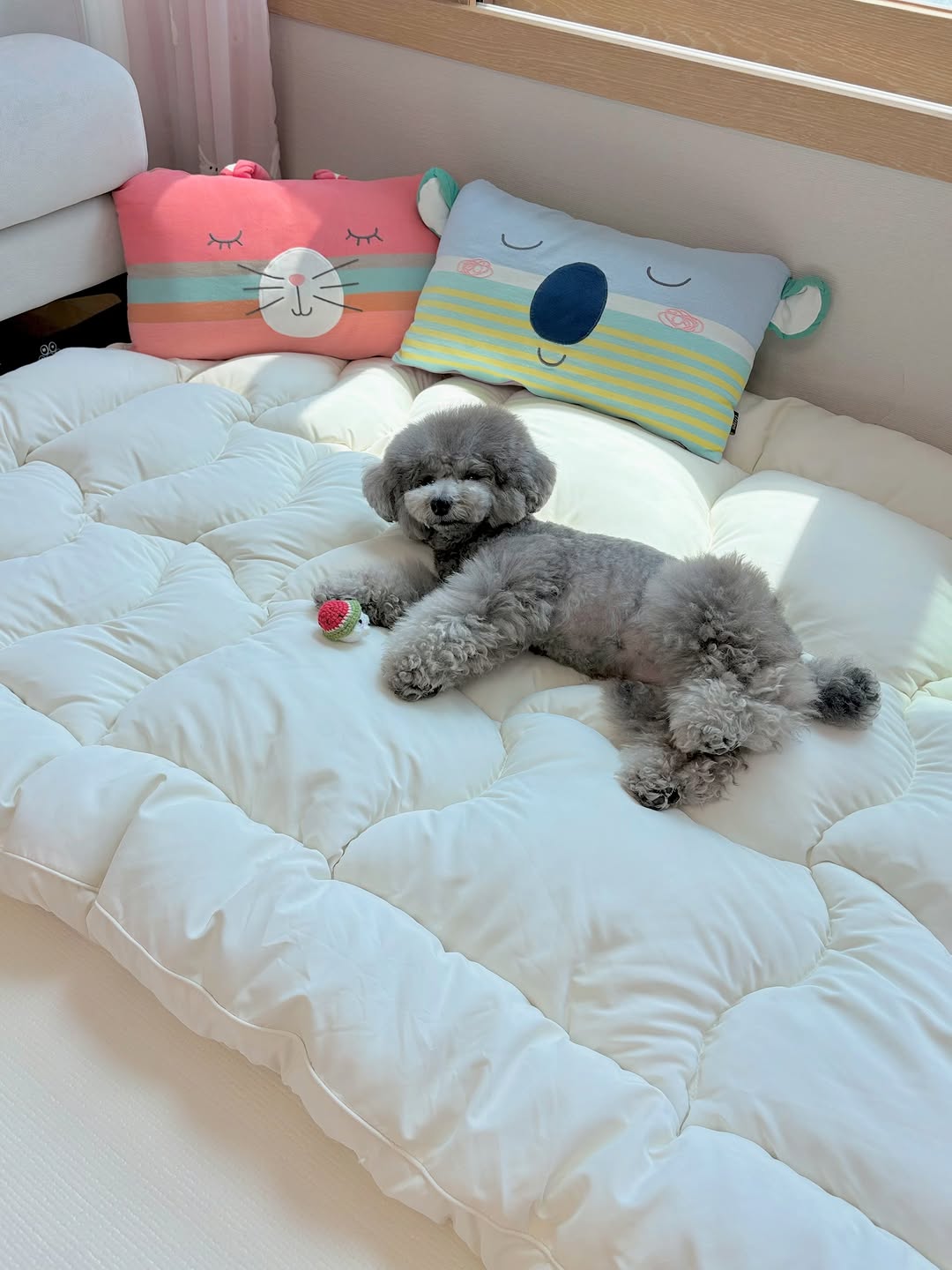 @silverpoodle_cocobaby이 올린 더릭스홈 태그 게시물