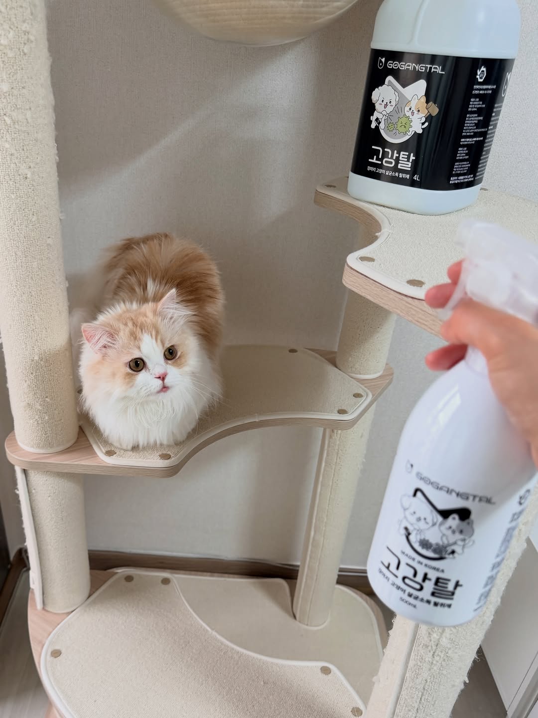 @maru_christmas이 올린 고강탈 태그 게시물