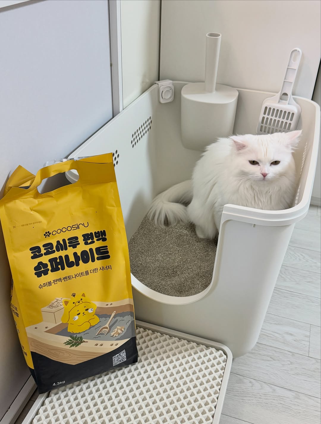 @nini.__.meow이 올린 코코시루 태그 게시물