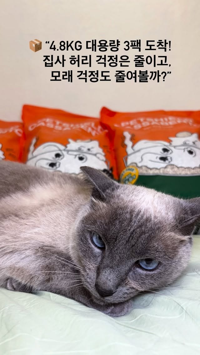 @dzbzd95이 올린 펫쉴드 태그 게시물